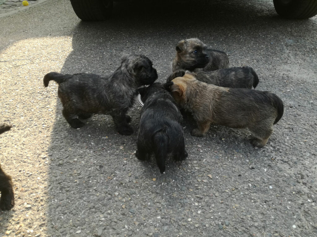 kennel-5 (1)