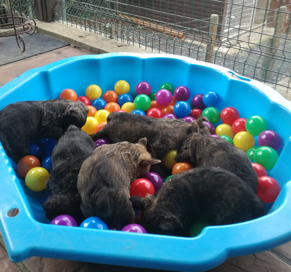 kennel-6 kopiëren